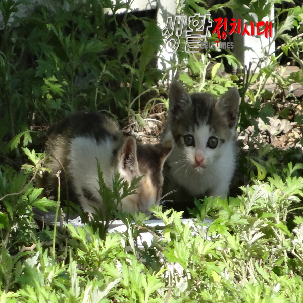 생활정치시대